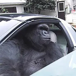 Gorilla In A Coupe (giac)