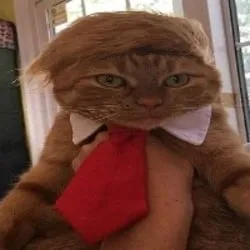 DONALDCAT (dc) Price Prediction