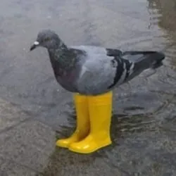 Pigeon In Yellow Boots (pigeon) Price Prediction